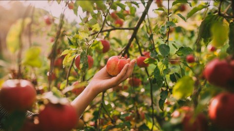 5 Life Lessons From Picking Apples